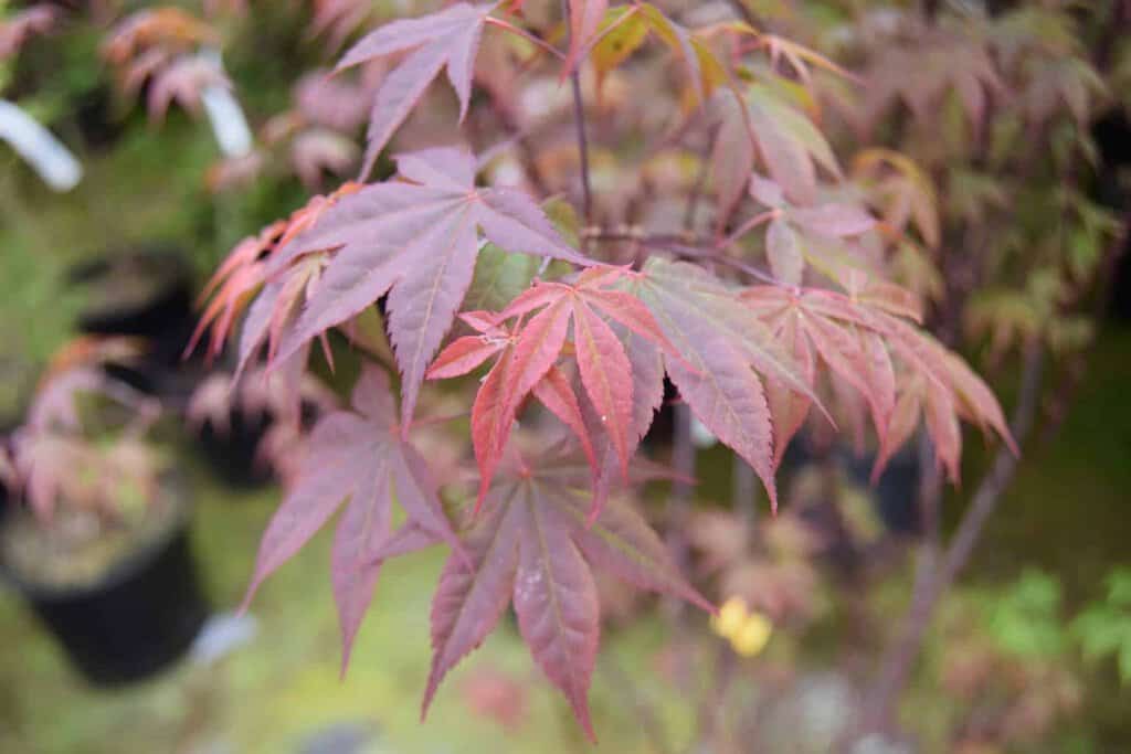 Acer palmatum 'Atropurpureum'