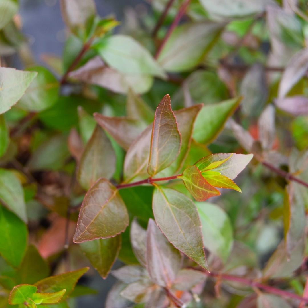 Abelia x grandiflora 30-40 cm