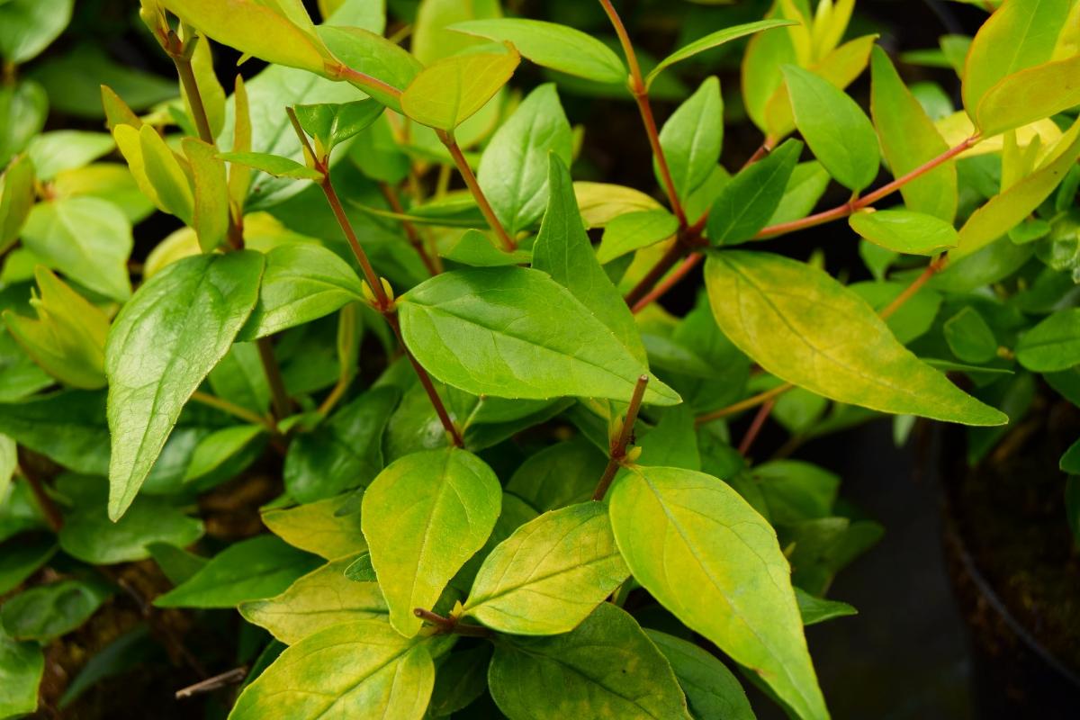 Abelia x grandiflora 'Francis Mason' 30-40 cm