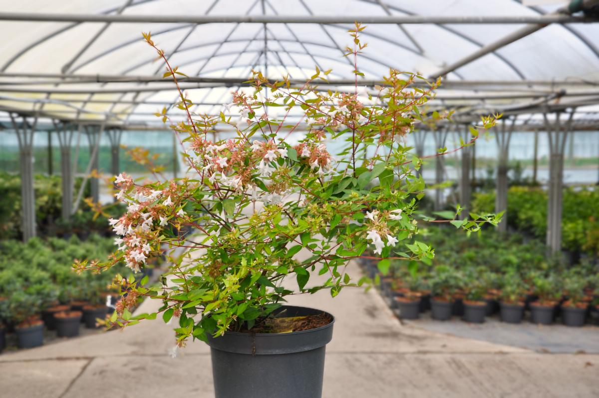 Abelia x grandiflora 'Francis Mason'
