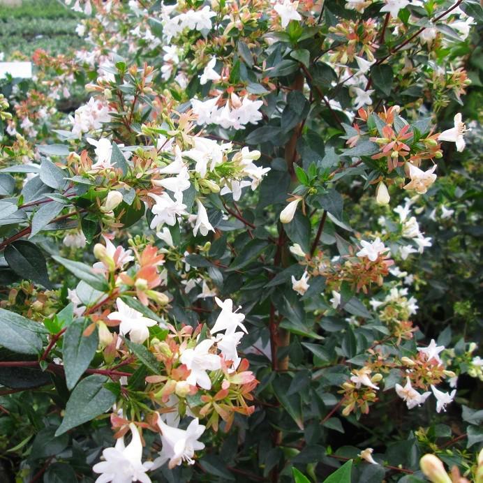 Abelia x grandiflora 30-40 cm