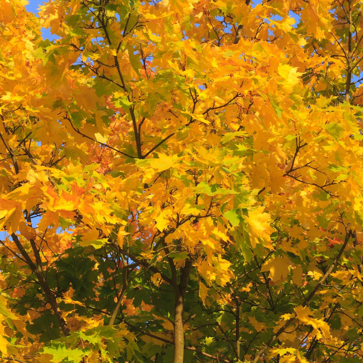 Acer campestre 100-125 cm