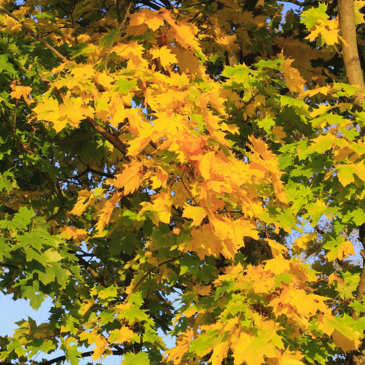 Acer campestre 100-125 cm