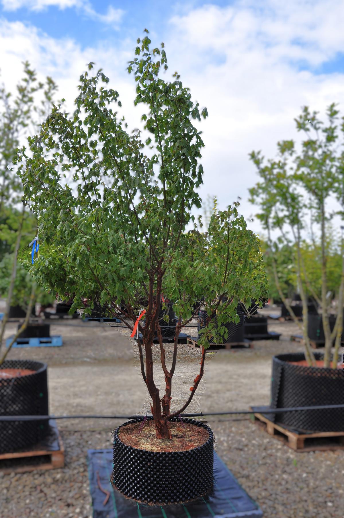 Acer griseum 200-250 cm