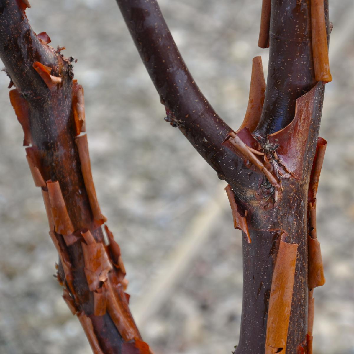 Acer griseum 200-250 cm