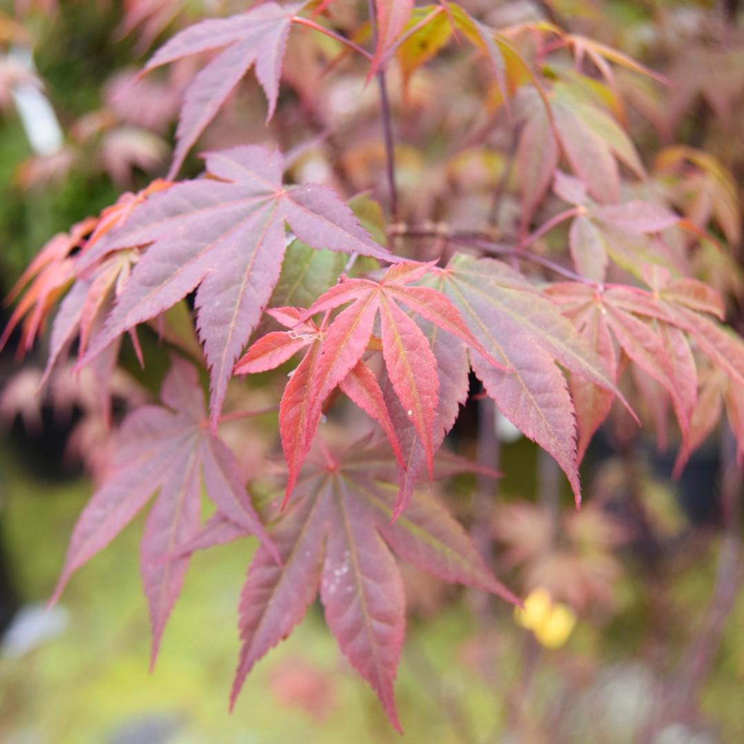 Acer palmatum 'Atropurpureum' 150-175 cm