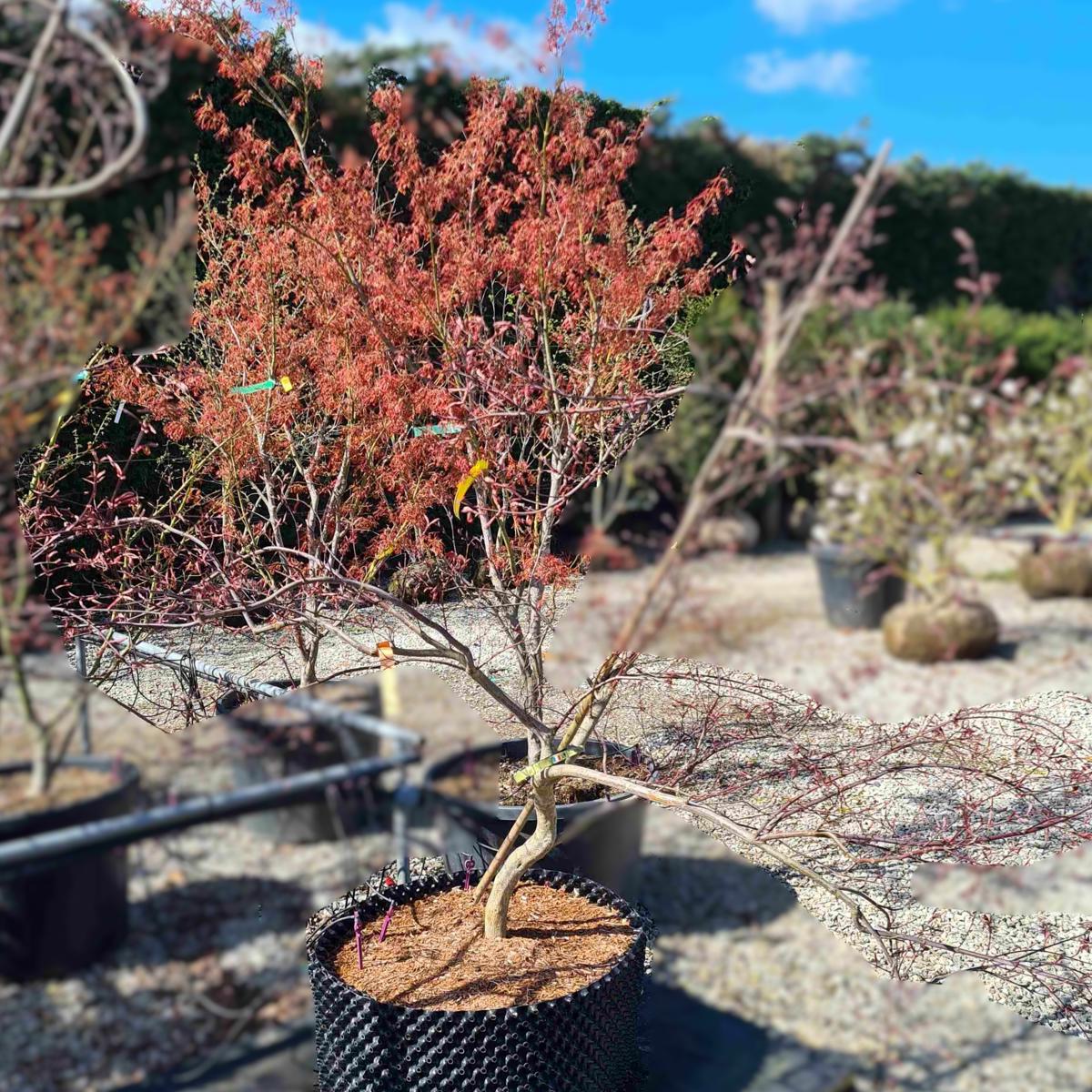 Acer palmatum 'Firecracker' 200-250 cm