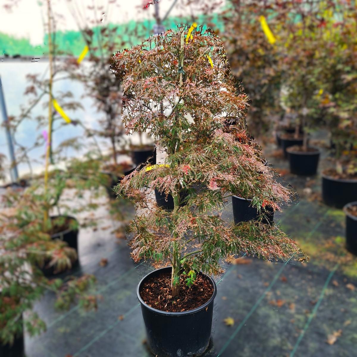 Acer palmatum 'Garnet' 150-175 cm