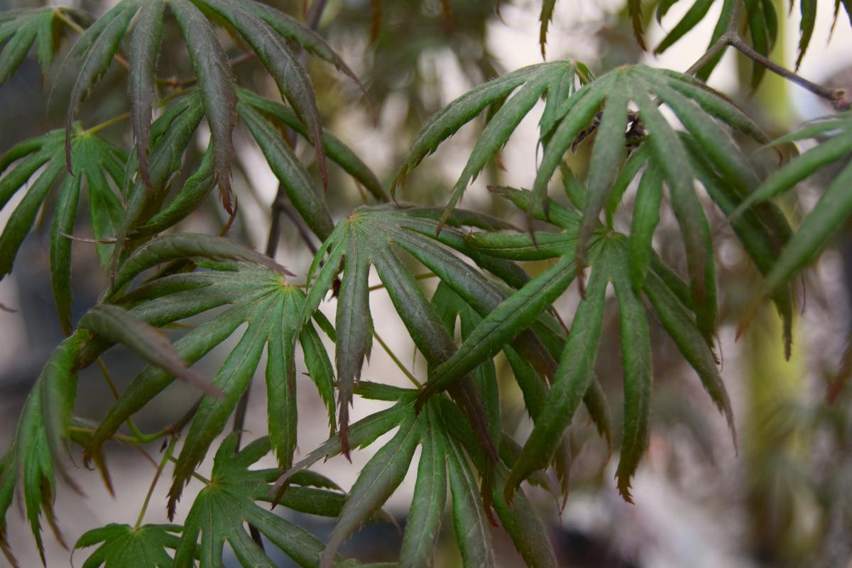 Acer palmatum 'Green Trompenburg' 250-300 cm