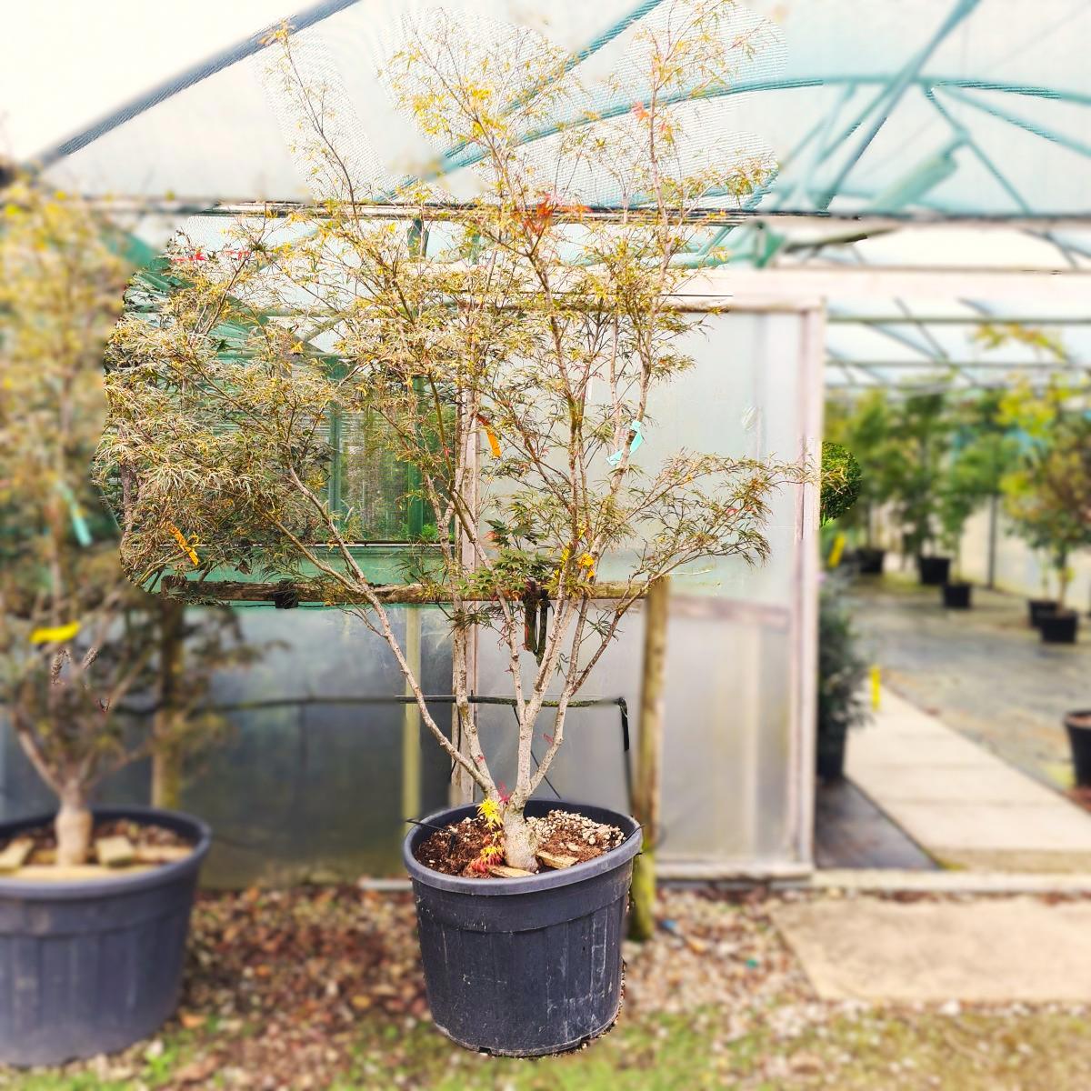 Acer palmatum 'Linearilobum' 200-250 cm