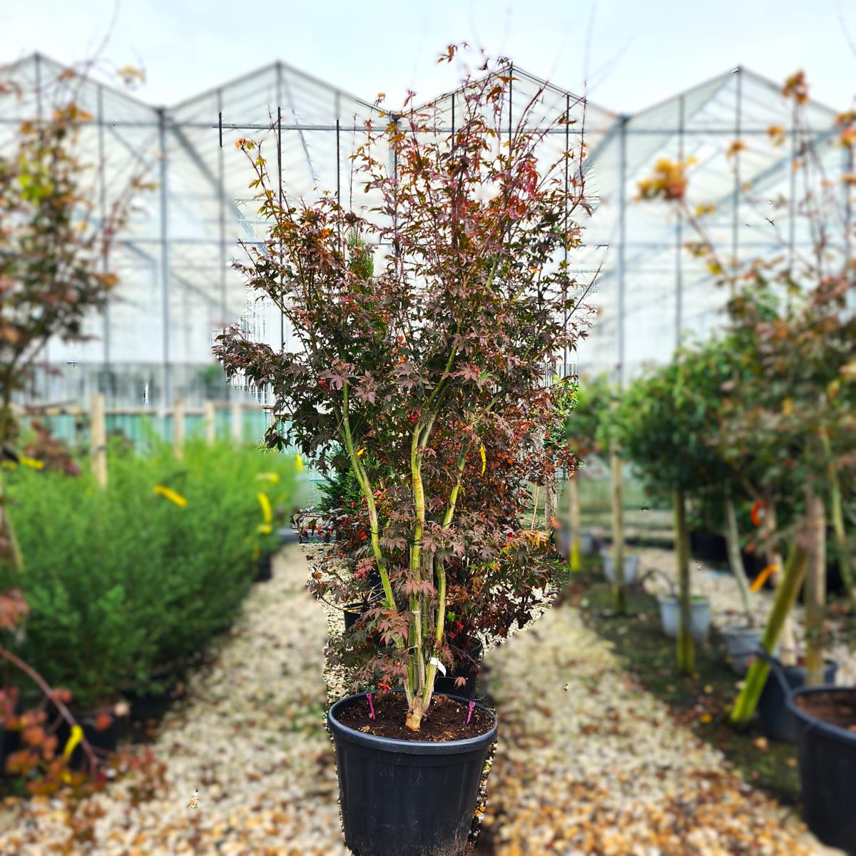 Acer palmatum 'Ôsakazuki' 12-14 HS