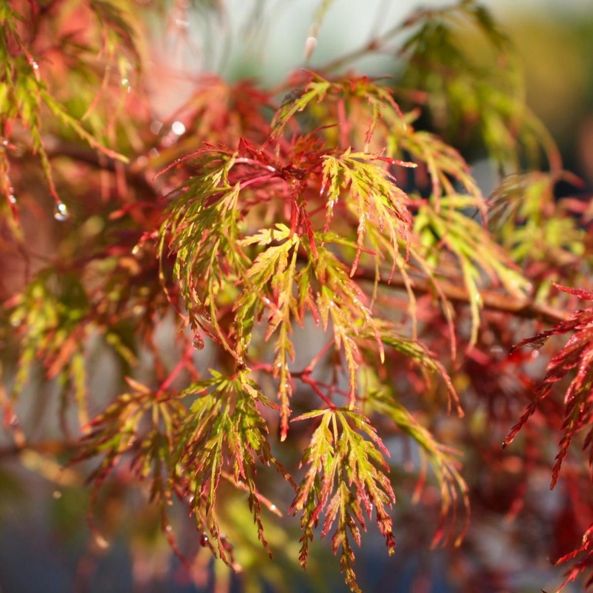 Acer palmatum 'Seiryû' 60-80 cm
