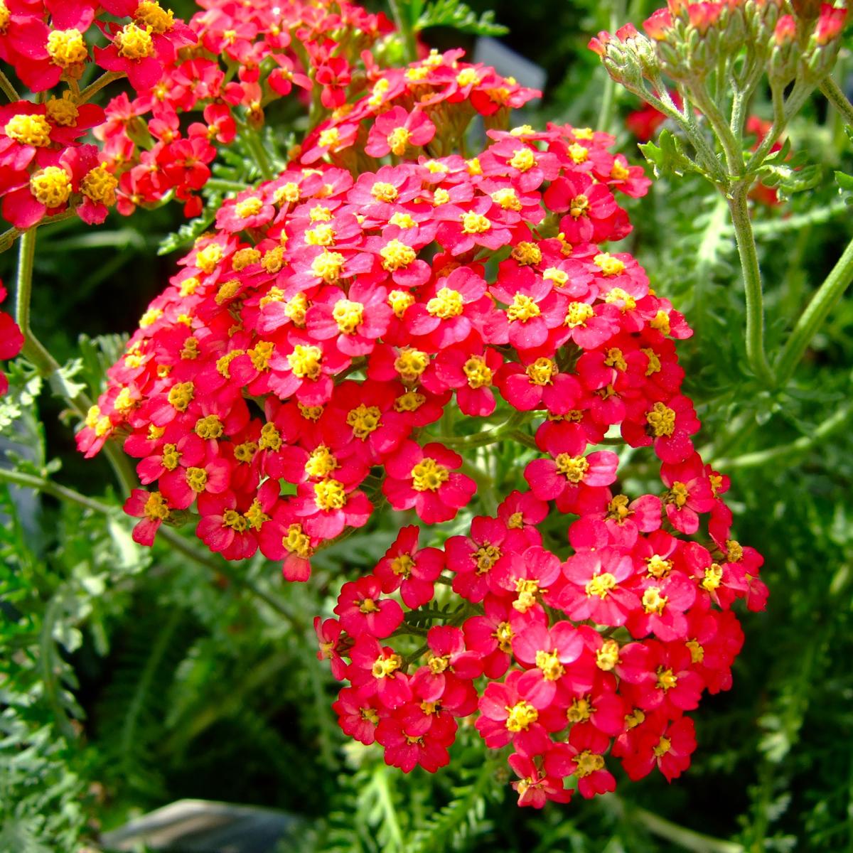 Achillea millefolium 'Paprika' ---