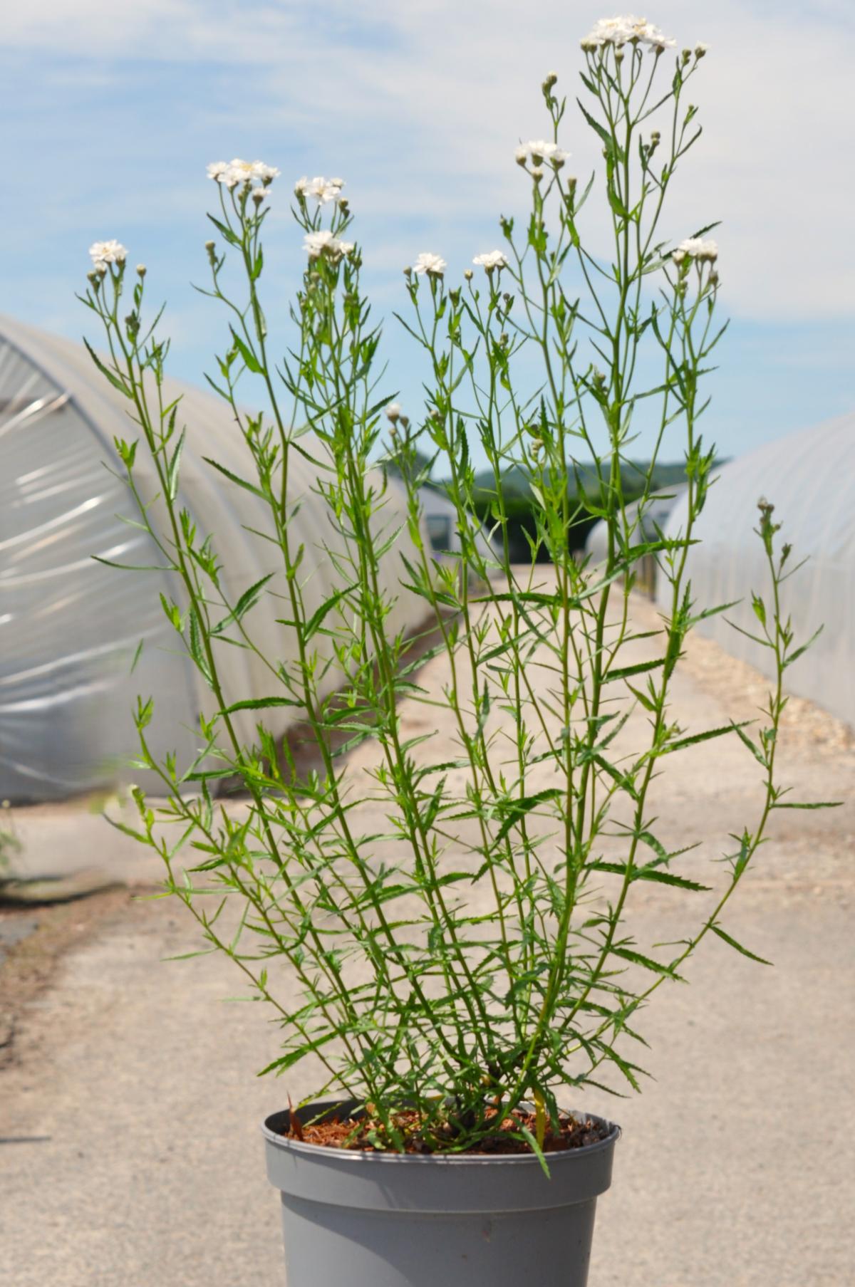 Achillea ptarmica 'The Pearl'