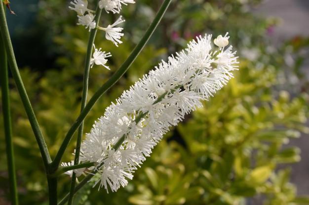 Actaea matsumurae 'White Pearl' ---
