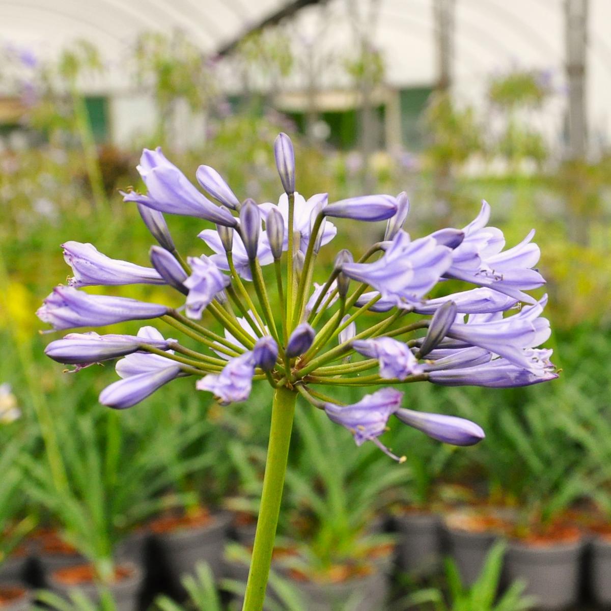 Agapanthus praecox ---