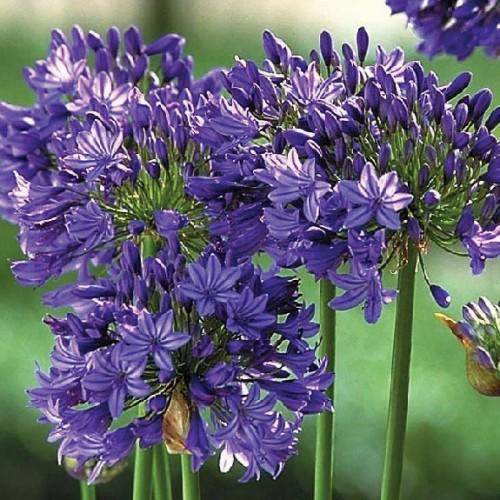 Agapanthus 'Purple Cloud' ---