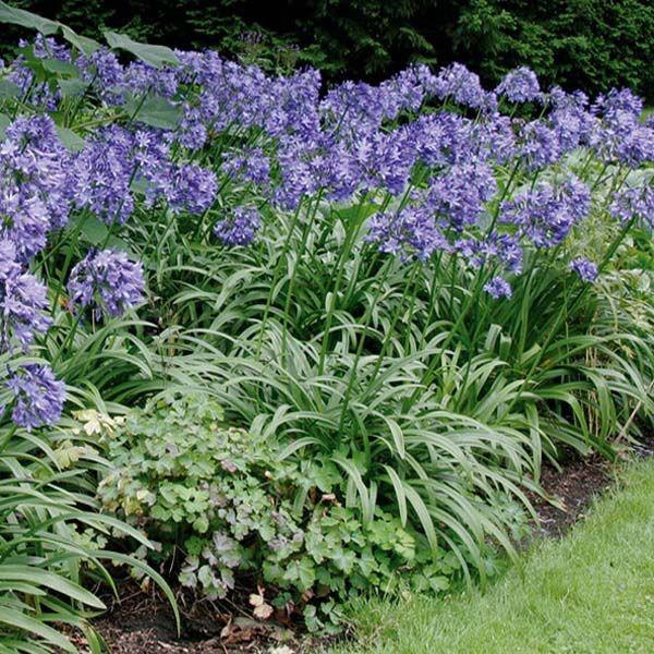 Agapanthus 'Purple Cloud' ---