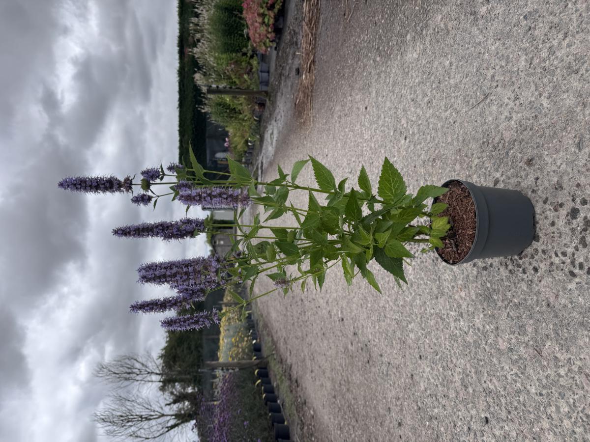Agastache 'Blue Fortune'