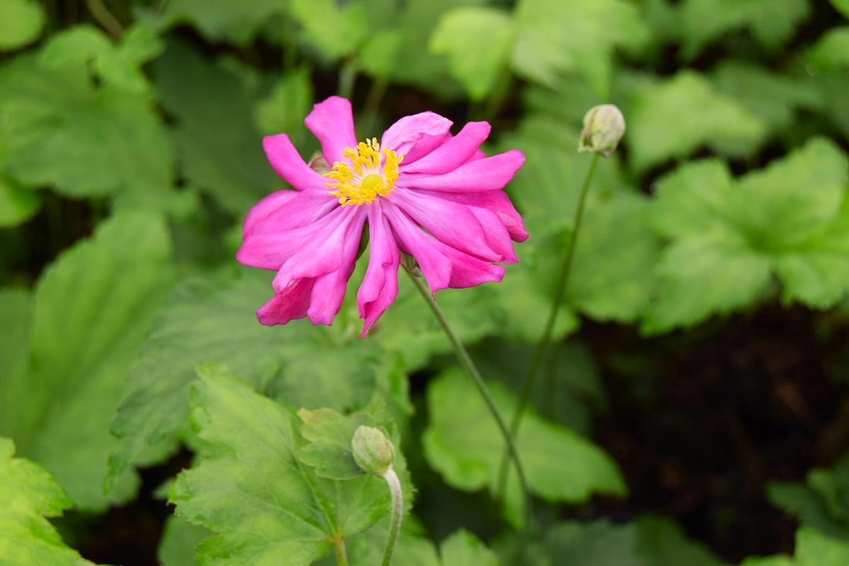 Anemone x hybrida 'Pamina' ---