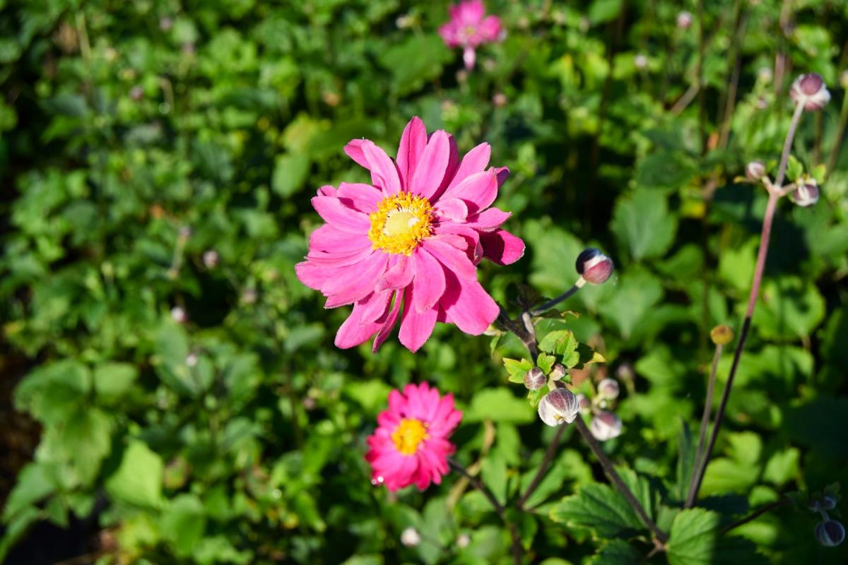 Anemone x hybrida 'Pamina' ---