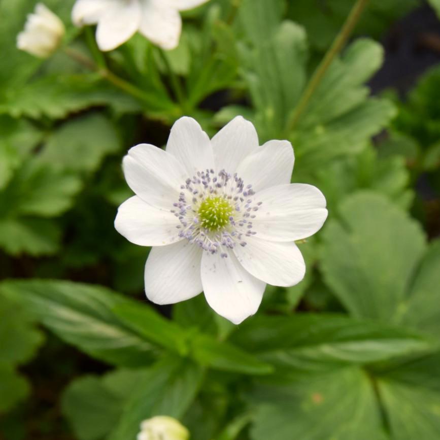 Anemone leveillei ---