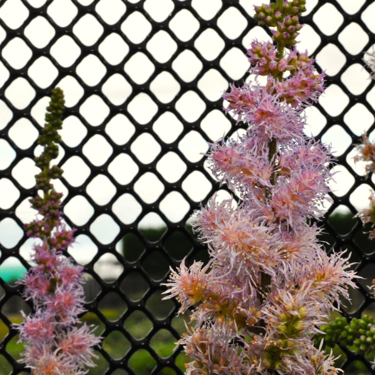 Astilbe chinensis var. pumila ---