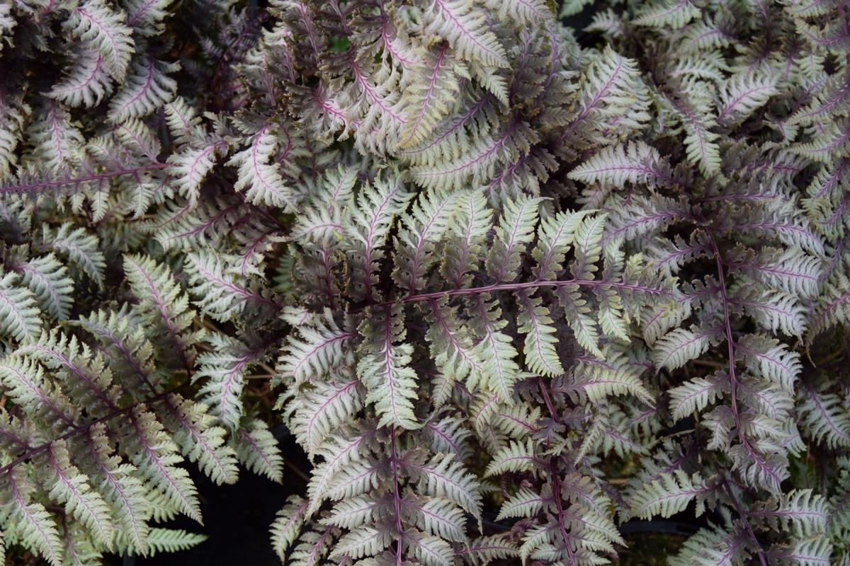 Athyrium niponicum var. pictum 'Burgundy Lace' ---