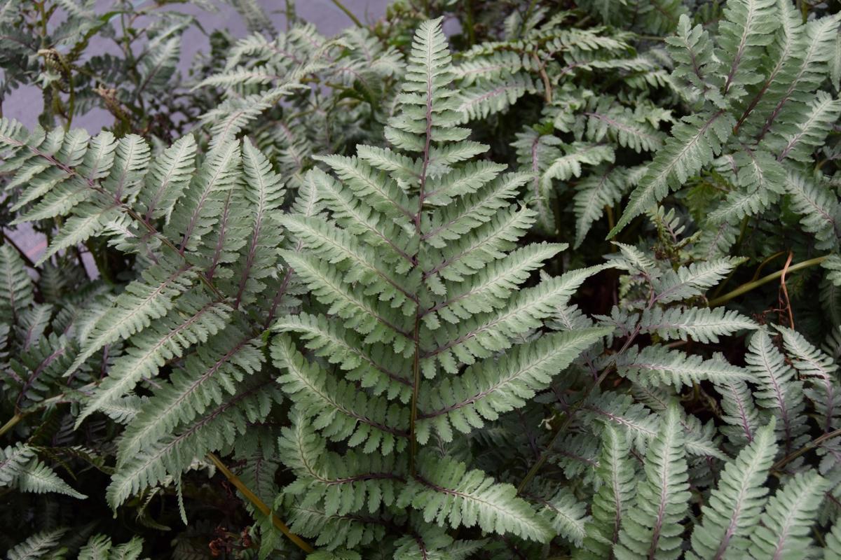 Athyrium niponicum var. pictum 'Ursula's Red' ---