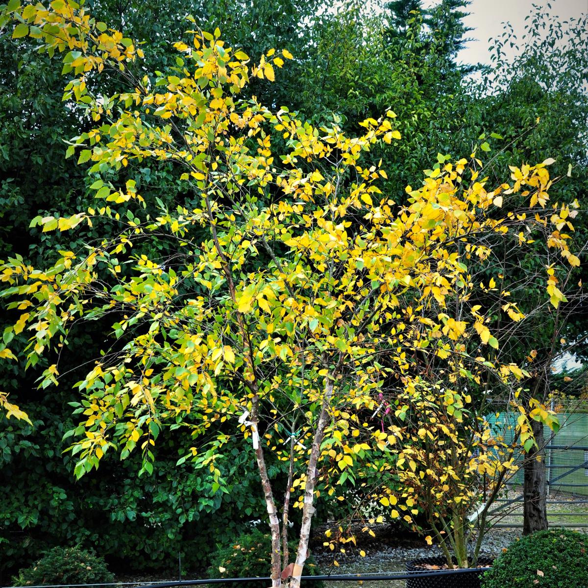 Betula nigra 12-14 HS
