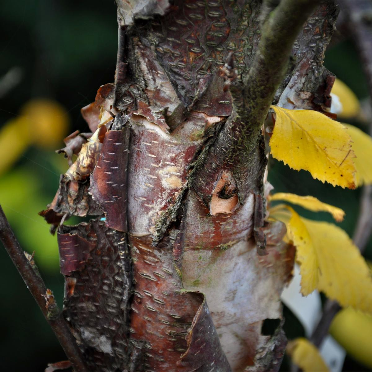 Betula nigra 12-14 HS