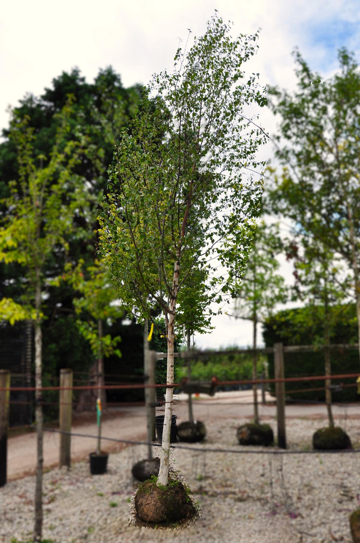 Betula papyrifera 20-25 SM