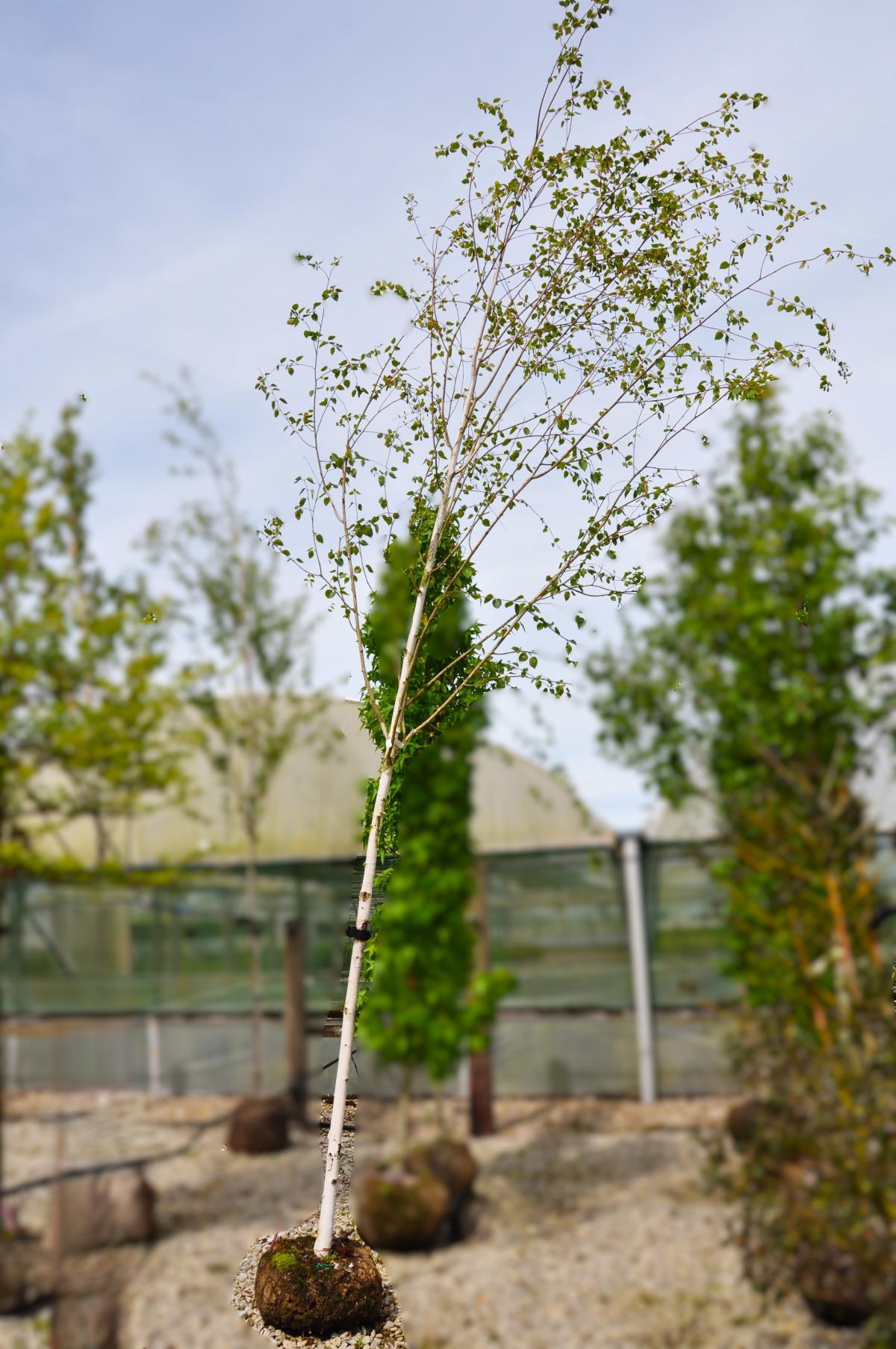 Betula pubescens
