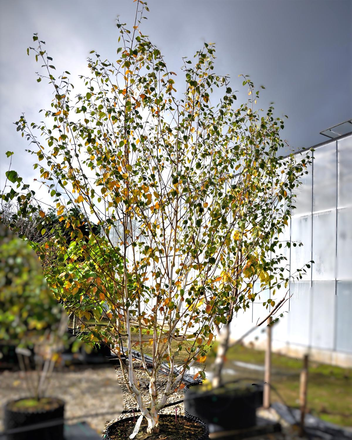 Betula utilis var. jacquemontii 200-250 cm
