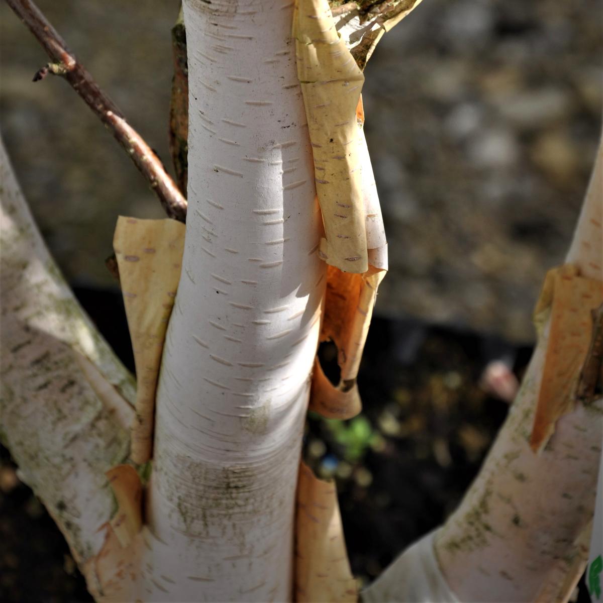Betula utilis var. jacquemontii 200-250 cm