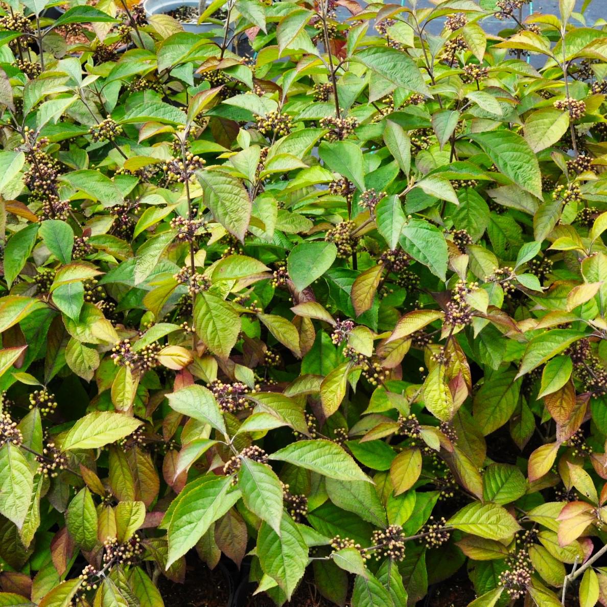 Callicarpa bodinieri var. giraldii 'Profusion' 40-60 cm