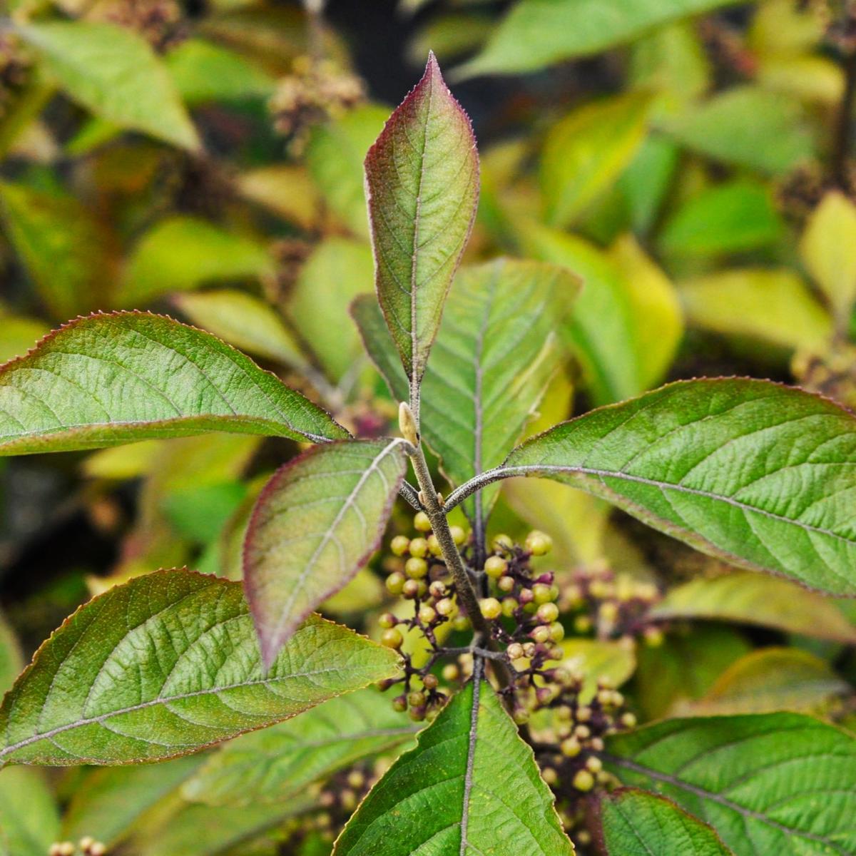 Callicarpa bodinieri var. giraldii 'Profusion' 40-60 cm