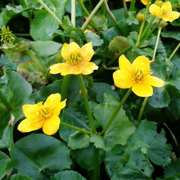 Caltha palustris ---