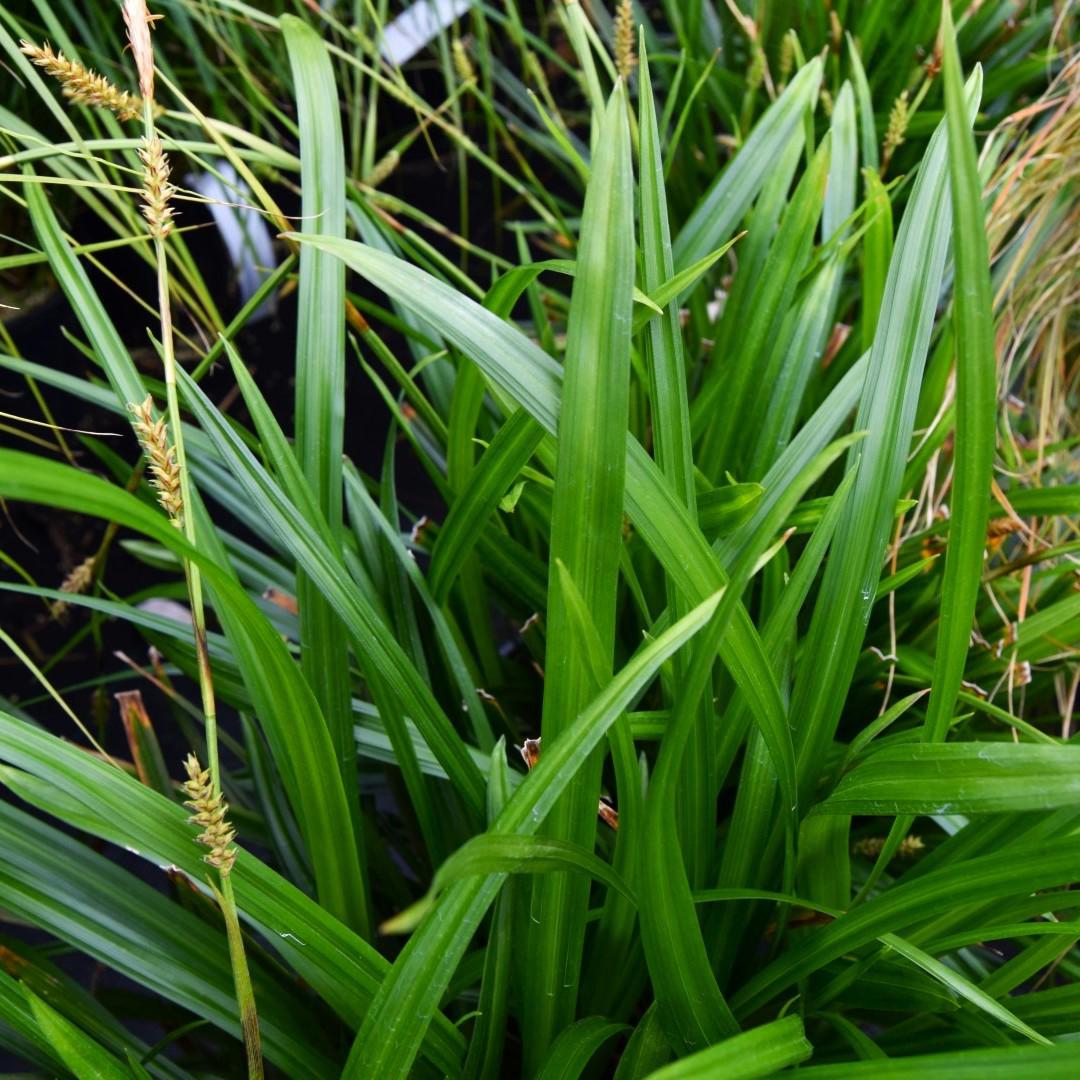 Carex morrowii 'Irish Green' ---