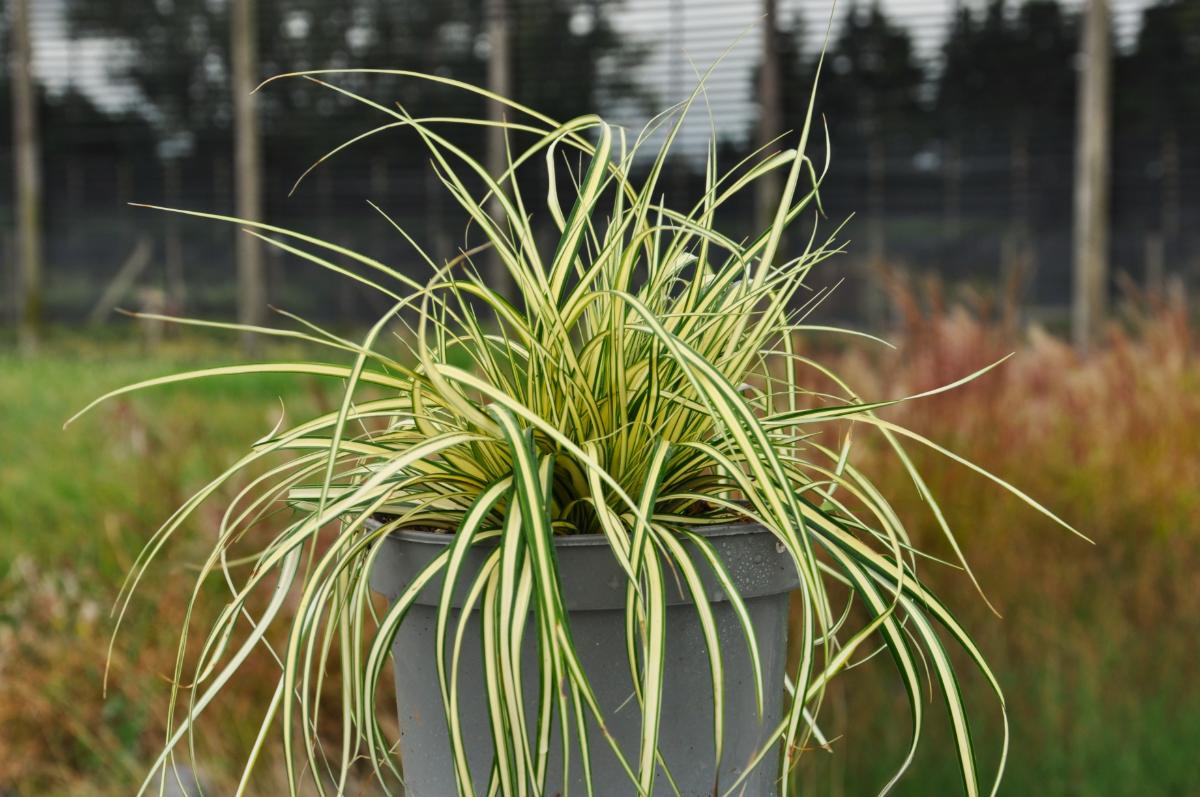 Carex oshimensis 'Evergold'