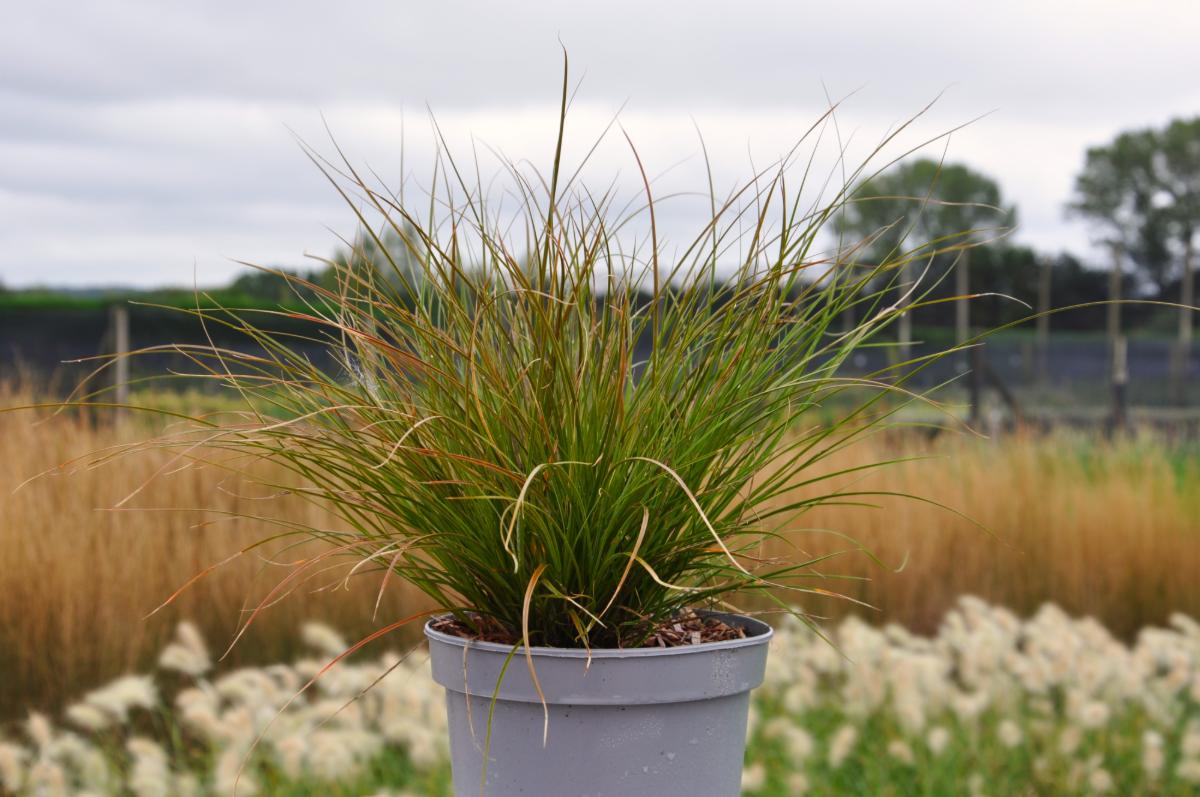 Carex testacea 'Prairie Fire'