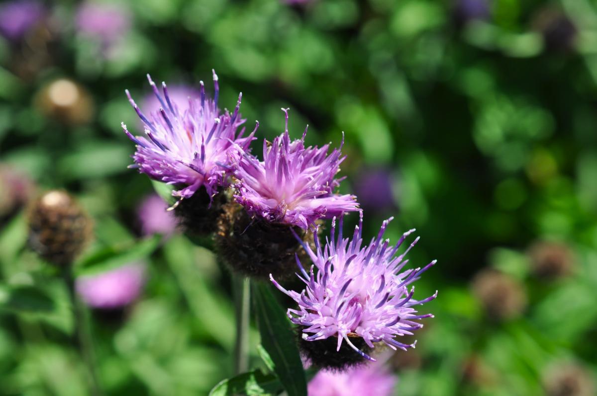 Centaurea nigra ---