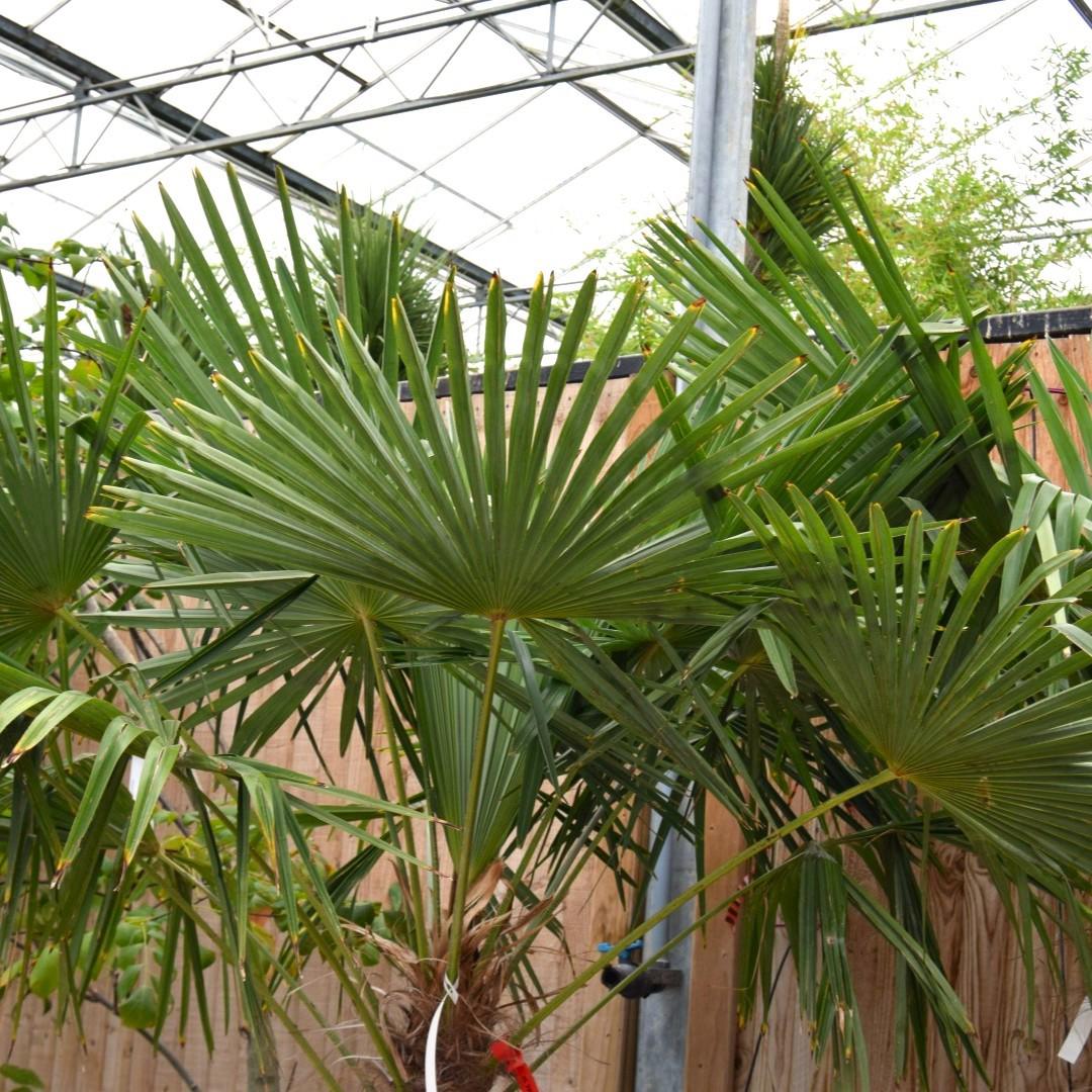 Chamaerops excelsus 175-200 cm