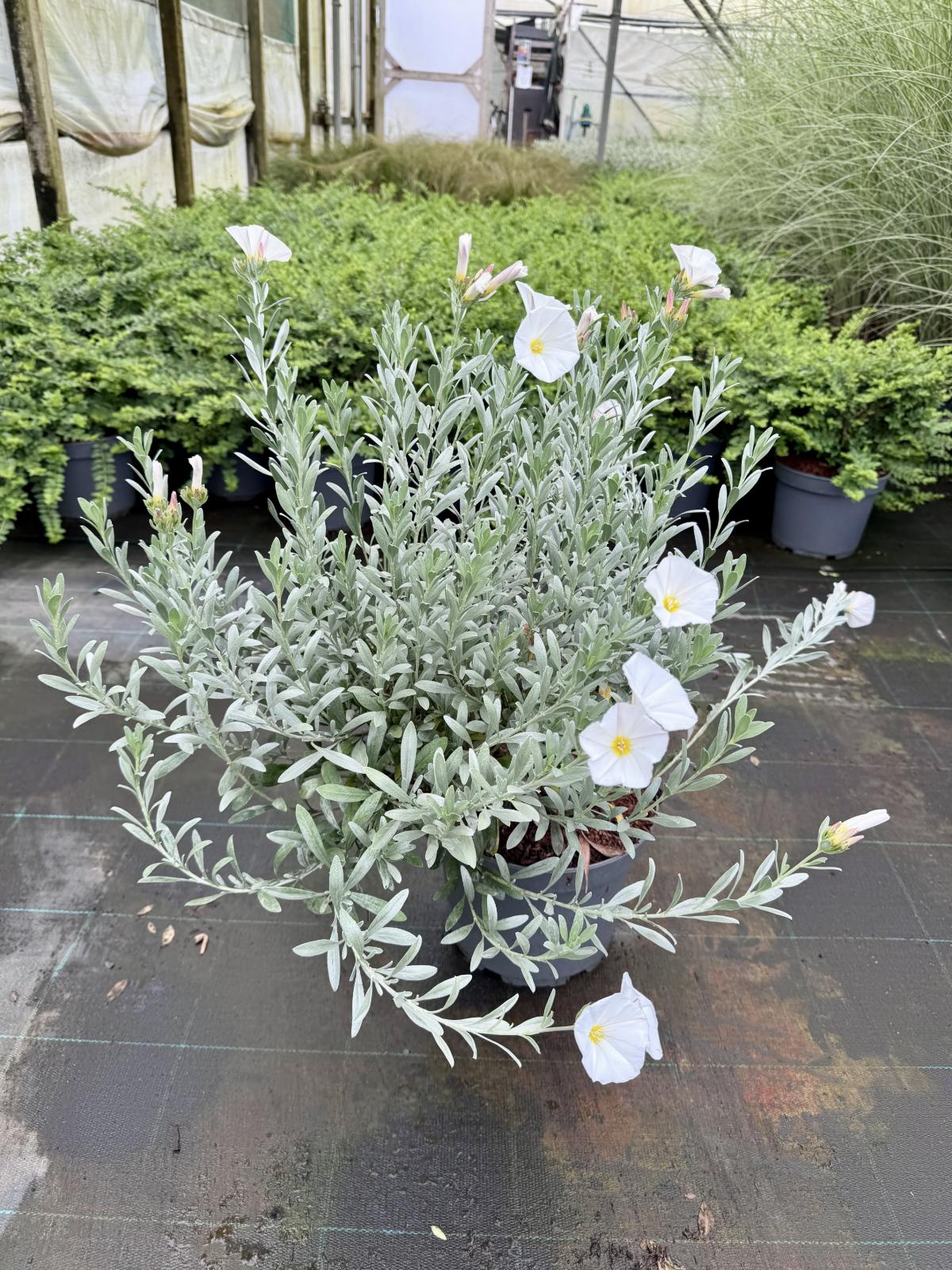 Convolvulus cneorum