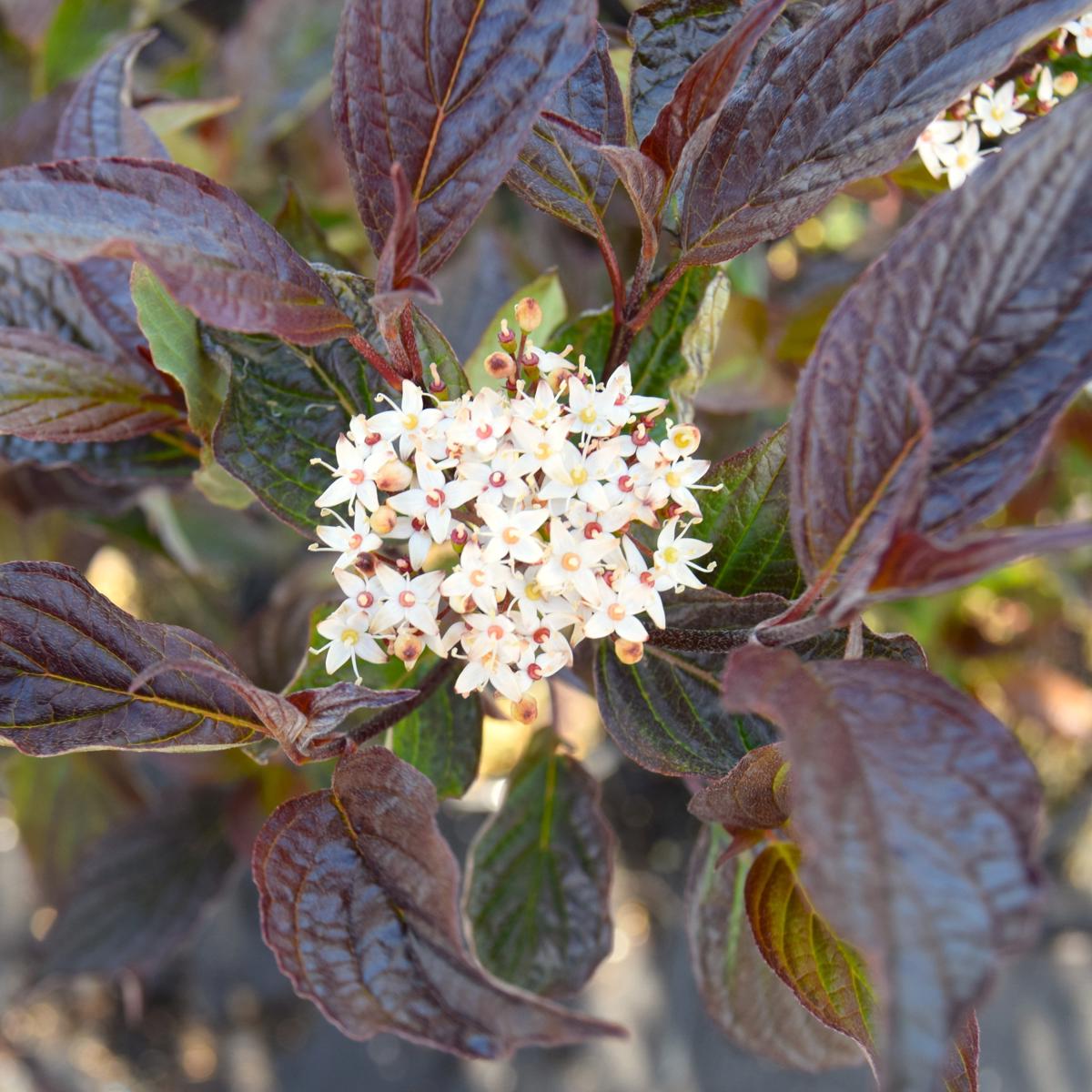 Cornus alba 'Kesselringii' 60-80 cm