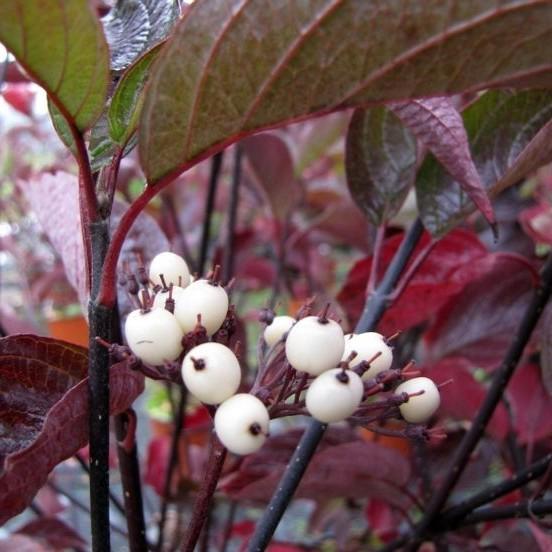 Cornus alba 'Kesselringii' 60-80 cm