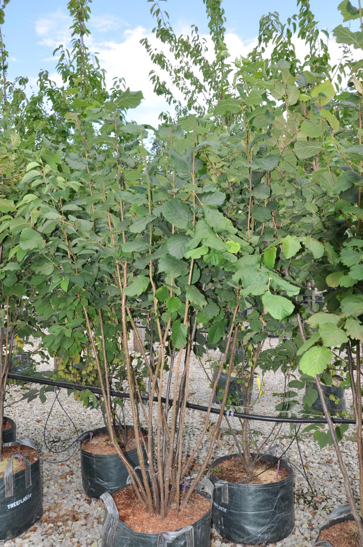 Corylus avellana