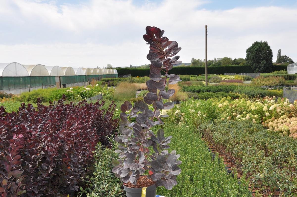 Cotinus coggygria 'Royal Purple'