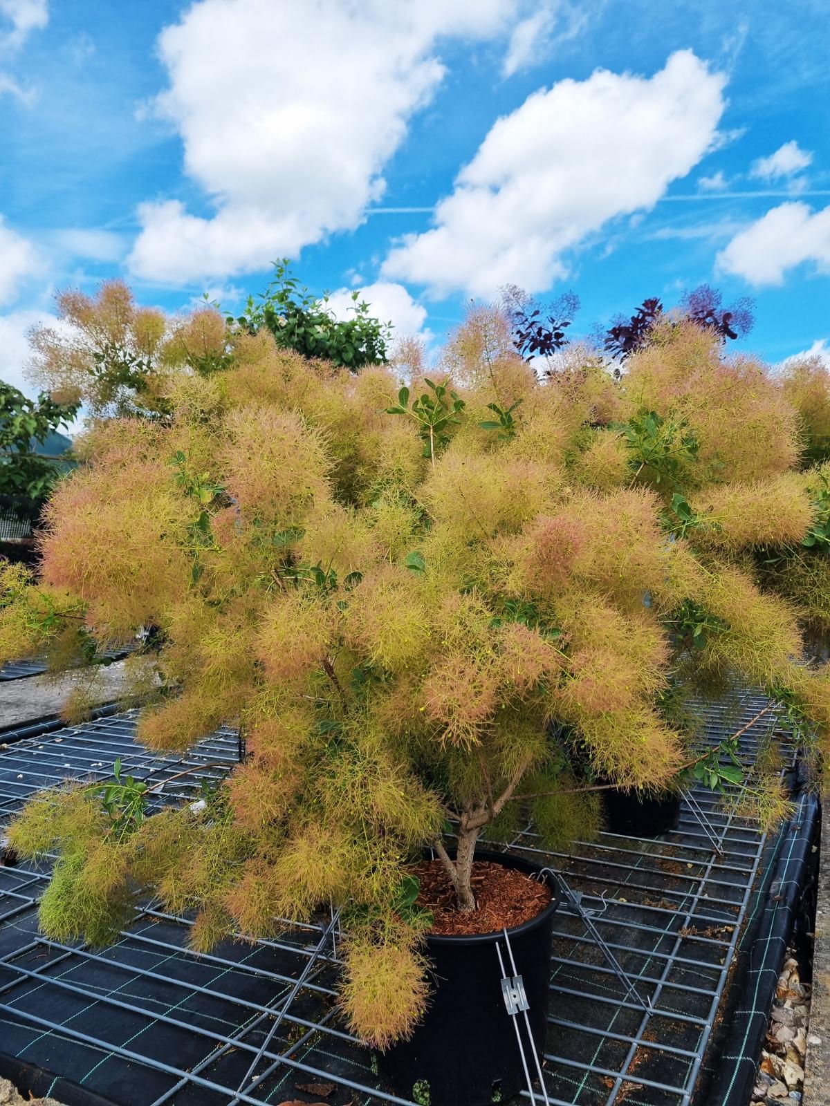 Cotinus coggygria 'Young Lady' 100-125 cm