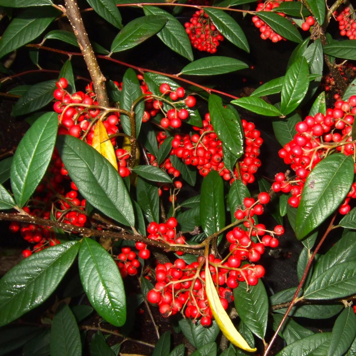 Cotoneaster 'Cornubia' 125-150 cm